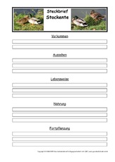 Steckbriefvorlage-Stockente.pdf